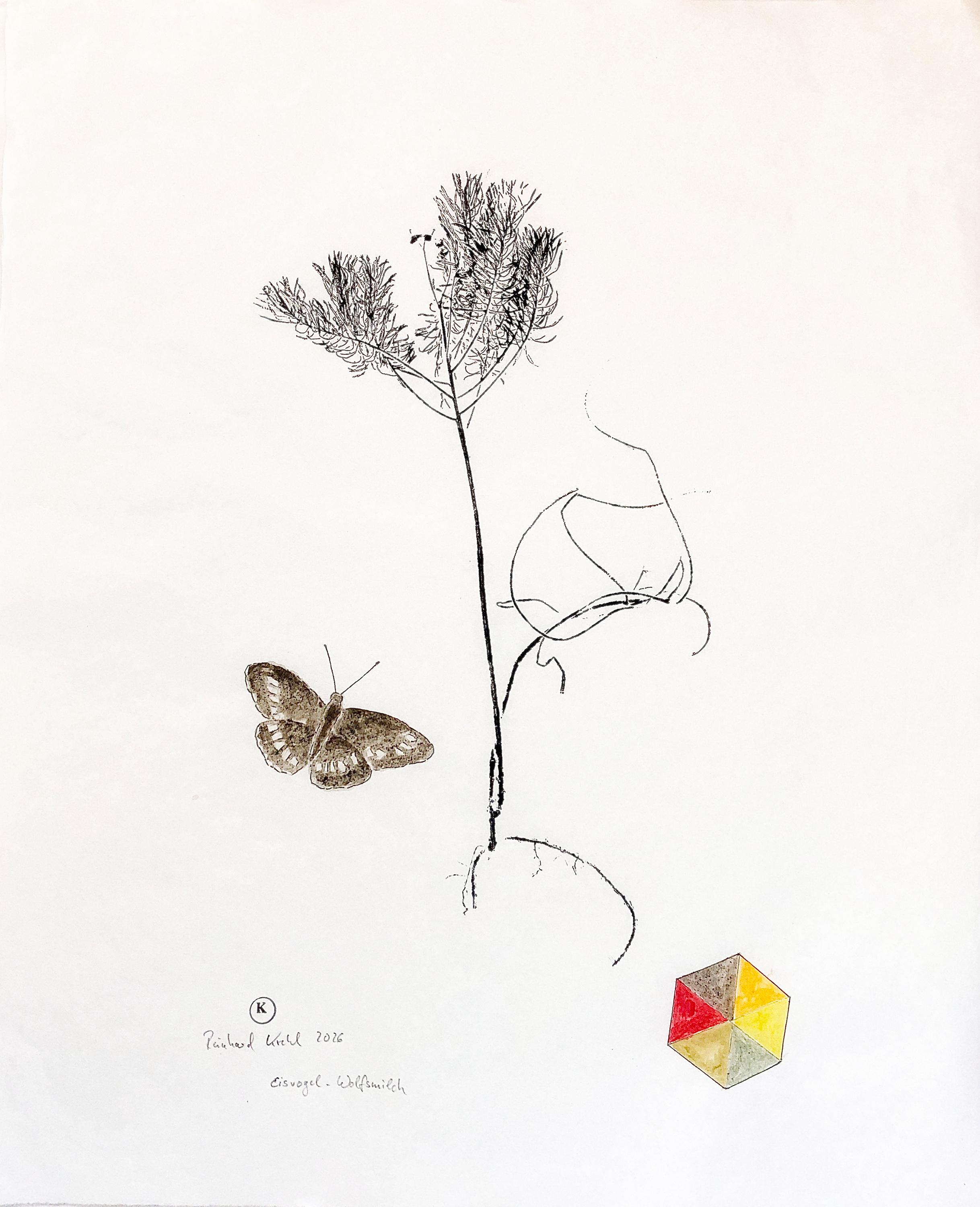 Eisvogel_Wolfsmilch - Reinhard Krehl 