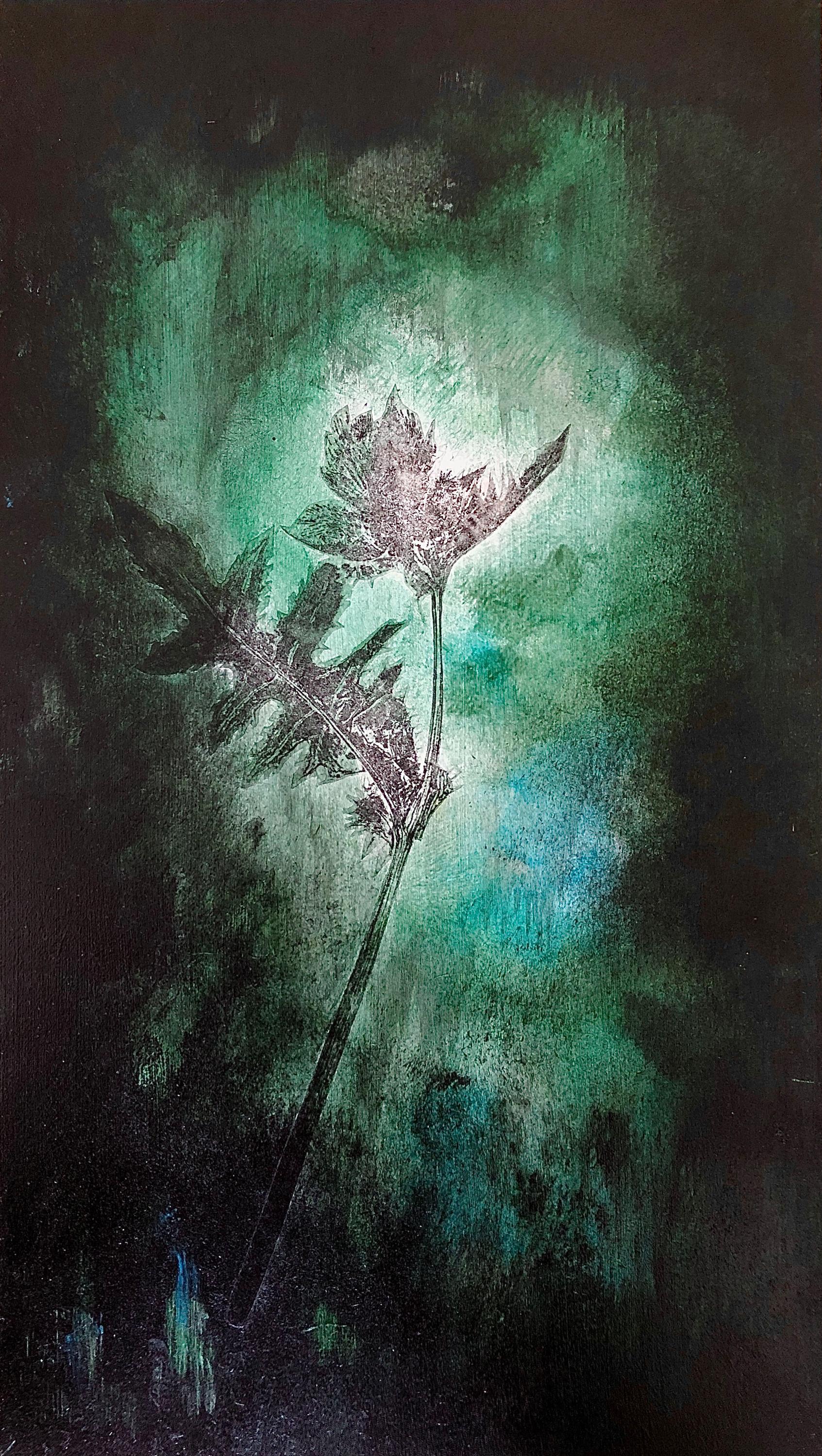 kohldistel_grün - Reinhard Krehl 